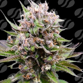 Auto Cotton Berry Rush > Original Sensible Seeds
